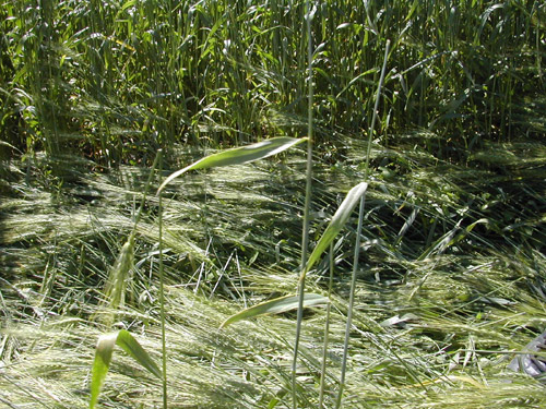 Crop pattern at Off County Road #7, MN, USA crop circle, aerial photo 5