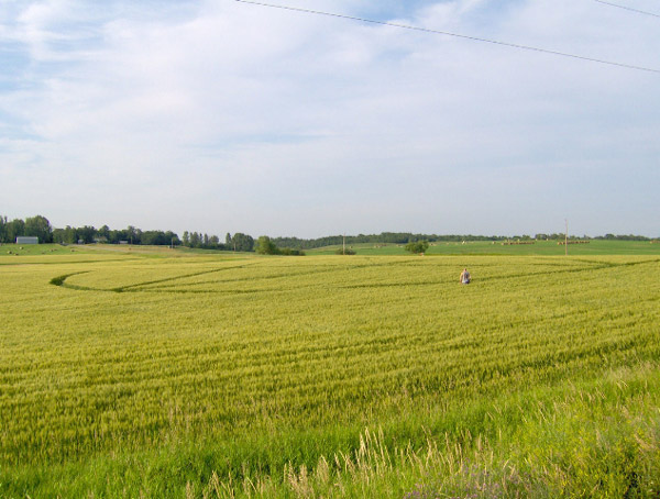 Crop pattern at Off County Road #7, MN, USA crop circle, aerial photo 3
