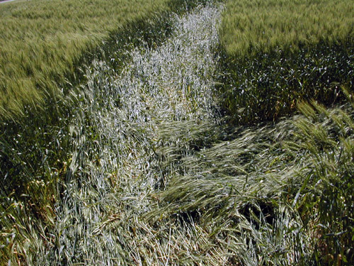 Crop pattern at Off County Road #7, MN, USA crop circle, aerial photo 2