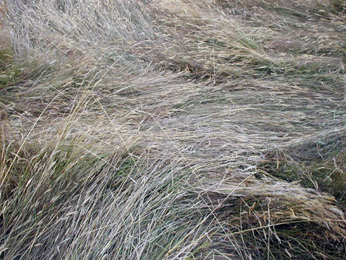Duncan, BC (near Quamichan Lake formation area), Canada crop circle, aerial photo 6