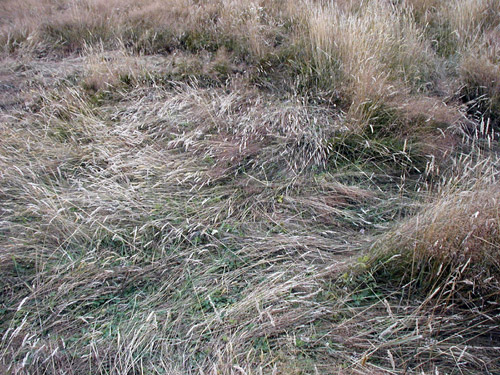 Duncan, BC (near Quamichan Lake formation area), Canada crop circle, aerial photo 5