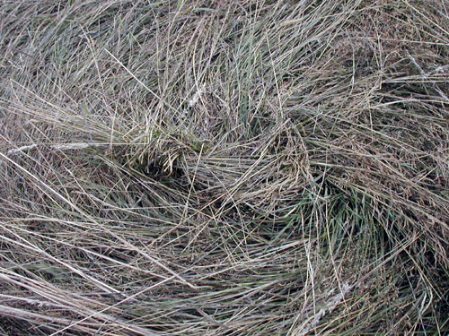 Duncan, BC (near Quamichan Lake formation area), Canada crop circle, aerial photo 4