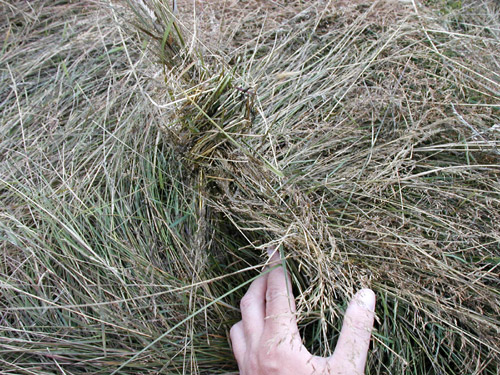 Duncan, BC (near Quamichan Lake formation area), Canada crop circle, aerial photo 3