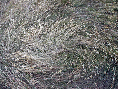 Duncan, BC (near Quamichan Lake formation area), Canada crop circle, aerial photo 2