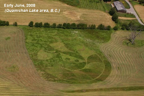 Quamichan Lake, British Columbia, Canada crop circle, aerial photo 4