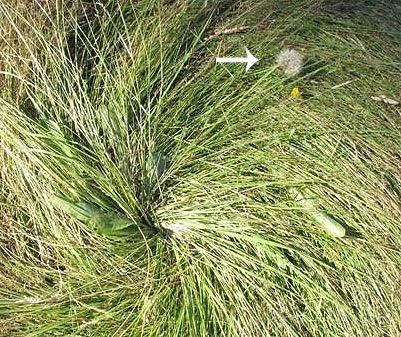 Duncan, BC (near Quamichan Lake formation area), Canada crop circle, aerial photo 7