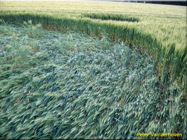 Standaardbuiten, Noord Brabant, Netherlands crop circle, aerial photo 4