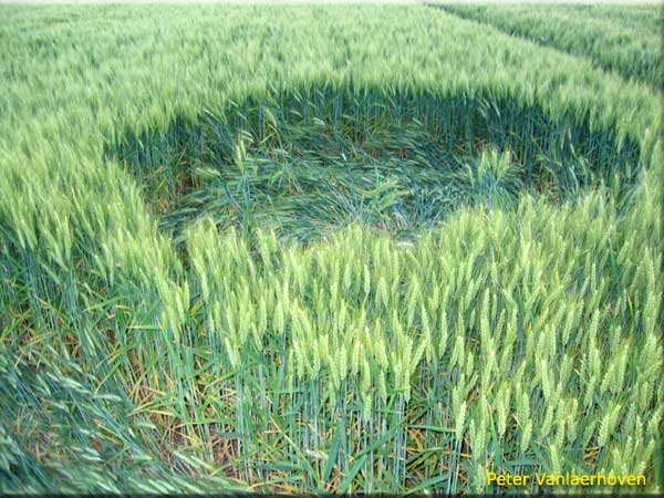 Standaardbuiten, Noord Brabant, Netherlands crop circle, aerial photo 6