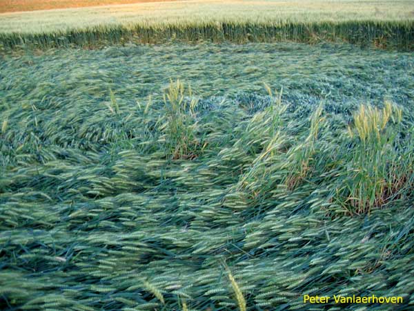 Standaardbuiten, Noord Brabant, Netherlands crop circle, aerial photo 7