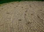 Nieuw-Vennep, Netherlands crop circle, aerial photo 28