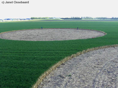 Nieuw-Vennep, Netherlands crop circle, aerial photo 4