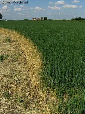 Nieuw-Vennep, Netherlands crop circle, aerial photo 13