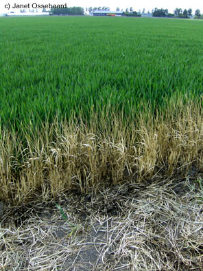 Nieuw-Vennep, Netherlands crop circle, aerial photo 14