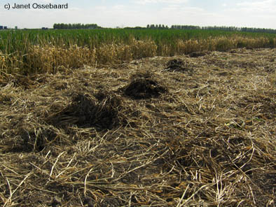 Nieuw-Vennep, Netherlands crop circle, aerial photo 18