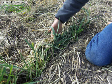 Nieuw-Vennep, Netherlands crop circle, aerial photo 24