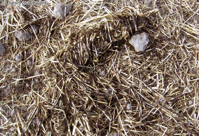 Nieuw-Vennep, Netherlands crop circle, aerial photo 25