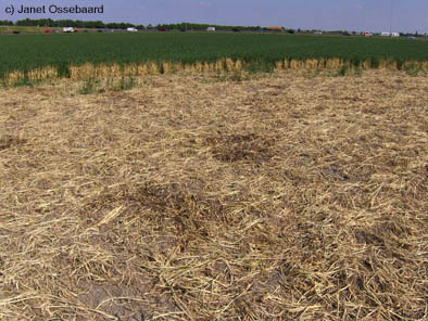 Nieuw-Vennep, Netherlands crop circle, aerial photo 7