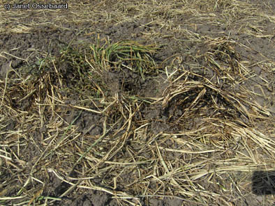 Nieuw-Vennep, Netherlands crop circle, aerial photo 8