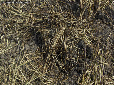 Nieuw-Vennep, Netherlands crop circle, aerial photo 9