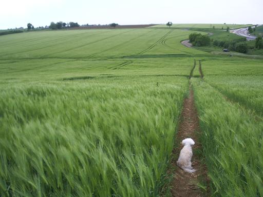 Sailly-Achâtel, France crop circle, aerial photo 4