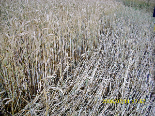 Sarraltroff, France crop circle, aerial photo 9