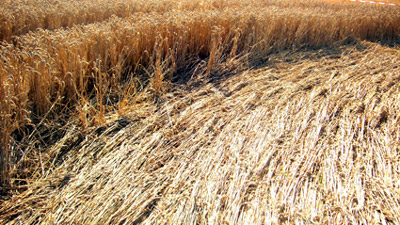 Valence (Drôme, South-East of France), France crop circle, aerial photo 4