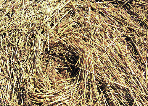Valence (Drôme, South-East of France), France crop circle, aerial photo 8
