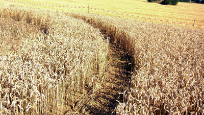 Valence (Drôme, South-East of France), France crop circle, aerial photo 6