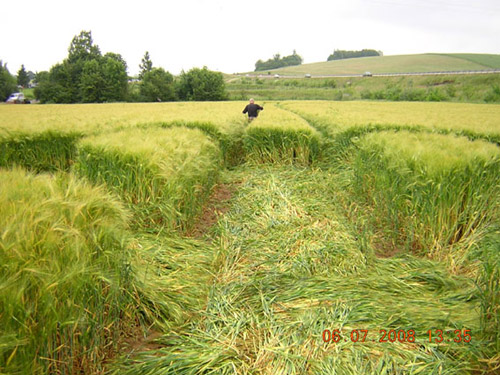 à Marly, nr Metz (57), France crop circle, aerial photo 9
