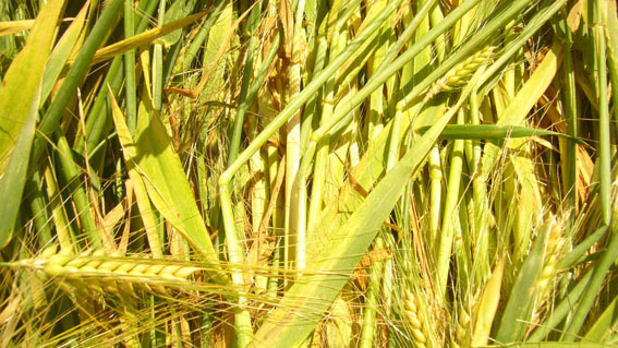 à Marly, nr Metz (57), France crop circle, aerial photo 5