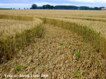 Wyler, Nordrhein-Westfalen, Germany crop circle, aerial photo 10
