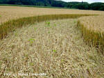 Wyler, Nordrhein-Westfalen, Germany crop circle, aerial photo 13