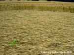 Wyler, Nordrhein-Westfalen, Germany crop circle, aerial photo 12