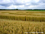 Wyler, Nordrhein-Westfalen, Germany crop circle, aerial photo 8