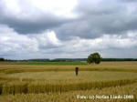Wyler, Nordrhein-Westfalen, Germany crop circle, aerial photo 9