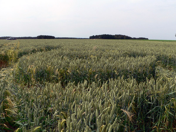 Gifkendorf, Niedersachsen (Lower Saxony), Germany crop circle, aerial photo 4