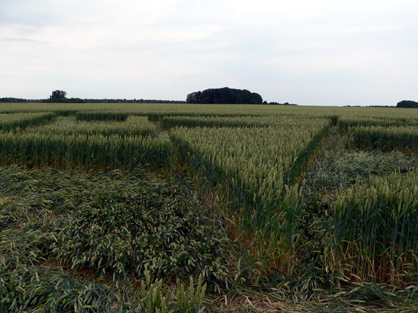 Secklendorf, Niedersachsen (Lower Saxony), Germany crop circle, aerial photo 14