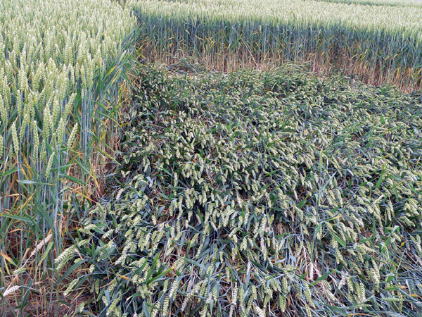 Secklendorf, Niedersachsen (Lower Saxony), Germany crop circle, aerial photo 15