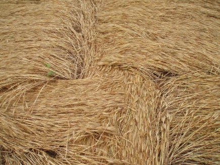 Lizzano, Forlì), Italy crop circle, aerial photo 16