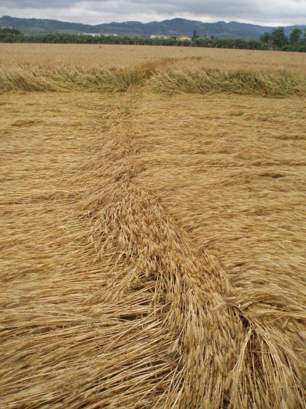 Lizzano, Forlì), Italy crop circle, aerial photo 17