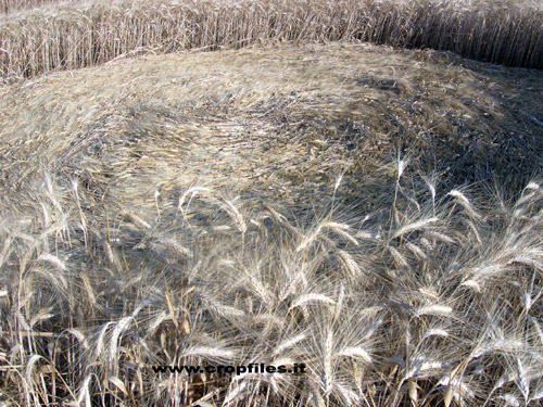 Ancona, Italy crop circle, aerial photo 6