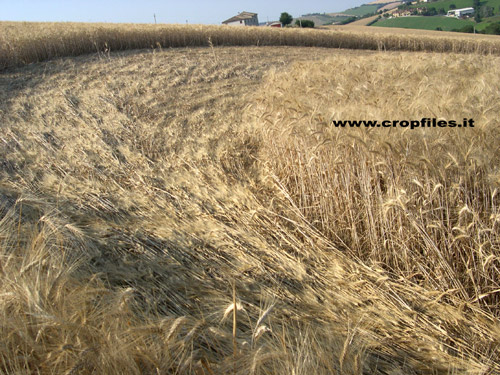 Ancona, Italy crop circle, aerial photo 7
