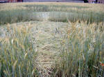 Varedo, near Milan, Italy crop circle, aerial photo 3