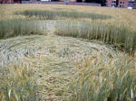 Varedo, near Milan, Italy crop circle, aerial photo 5