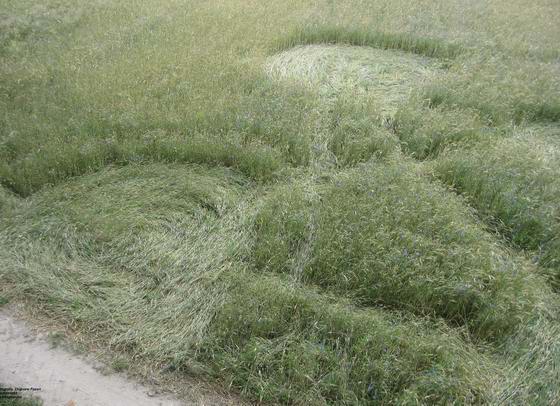 Pierwszy sygnał pochodzi z Nieznanowic, Poland crop circle, aerial photo 2