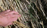 Crop patterns at Montes Bandera, Bilbao, Spain crop circle, aerial photo 12