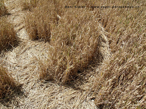Morrens, nr Lausanne, Switzerland crop circle, aerial photo 5