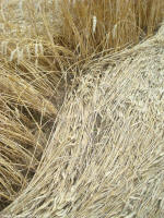 Crop Circle Behind the fortified farm of Freloux, Belgium crop circle, aerial photo 4