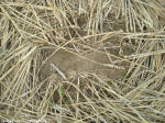 Crop Circle Behind the fortified farm of Freloux, Belgium crop circle, aerial photo 15