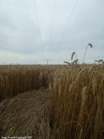 Crop Circle Behind the fortified farm of Freloux, Belgium crop circle, aerial photo 10